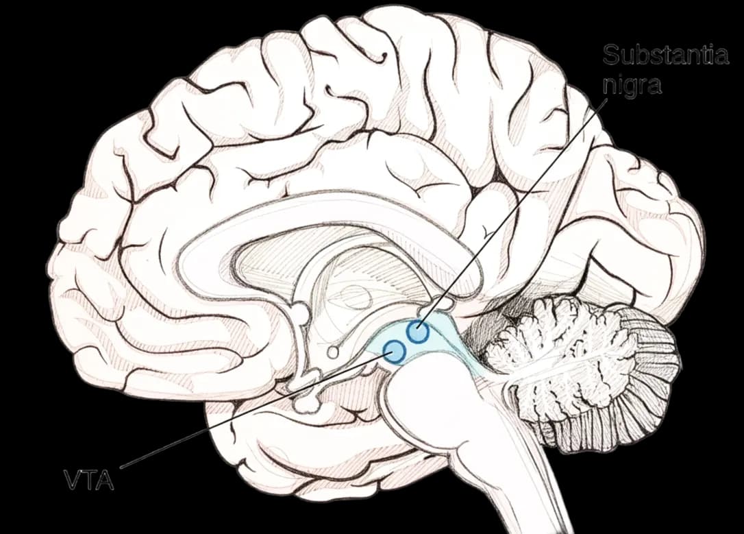 Illustrated cross-section of a human brain showing Substantia nigra and VTA in blue, labeled. The background is black.